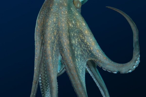 Kraken tor зеркало
