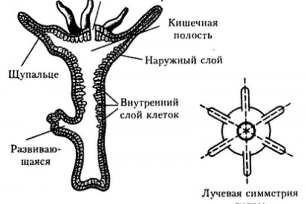 Кракен 16