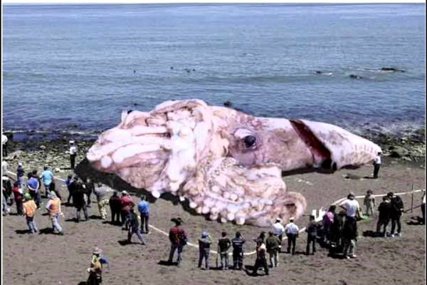 Kraken смылка
