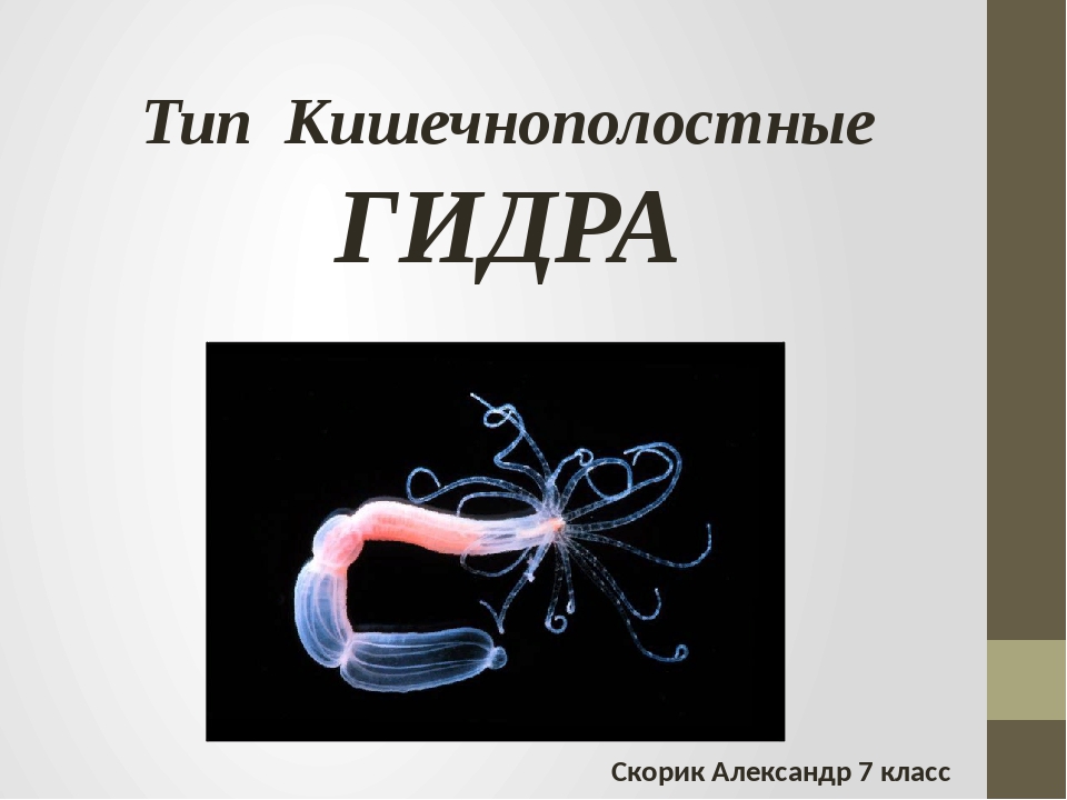 Кракен современный даркнет